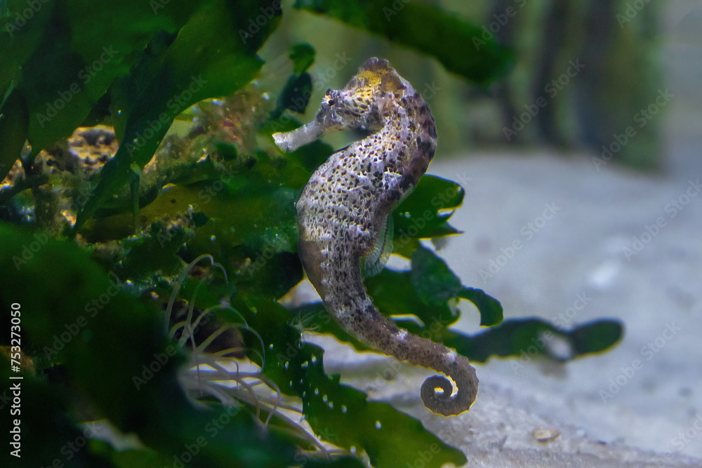 Slender Seahorse (Hippocampus reidi) or Longsnout Seahorse Slender Seahorse (Hippocampus reidi) or Longsnout Seahorse