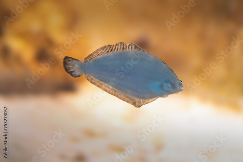 Brazilian Flounder (Paralichthys brasiliensis) - Marine fish photo