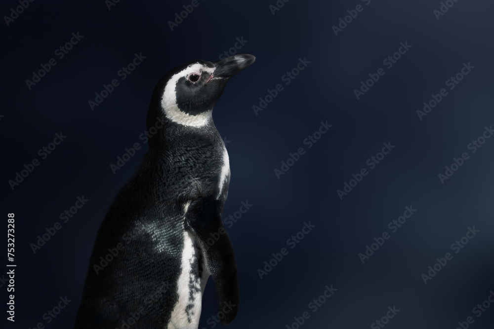 Obraz premium Magellanic Penguin (Spheniscus magellanicus) - South American Penguin