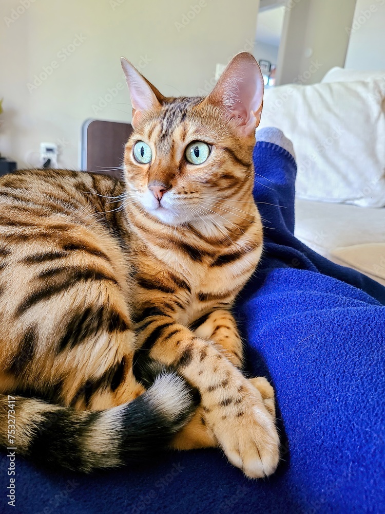 Alert Bengal Cat on Blue Blanket Indoors