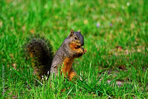 Squirrel On Ground Eating-4977