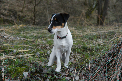 Fotografie Parson russell terrier