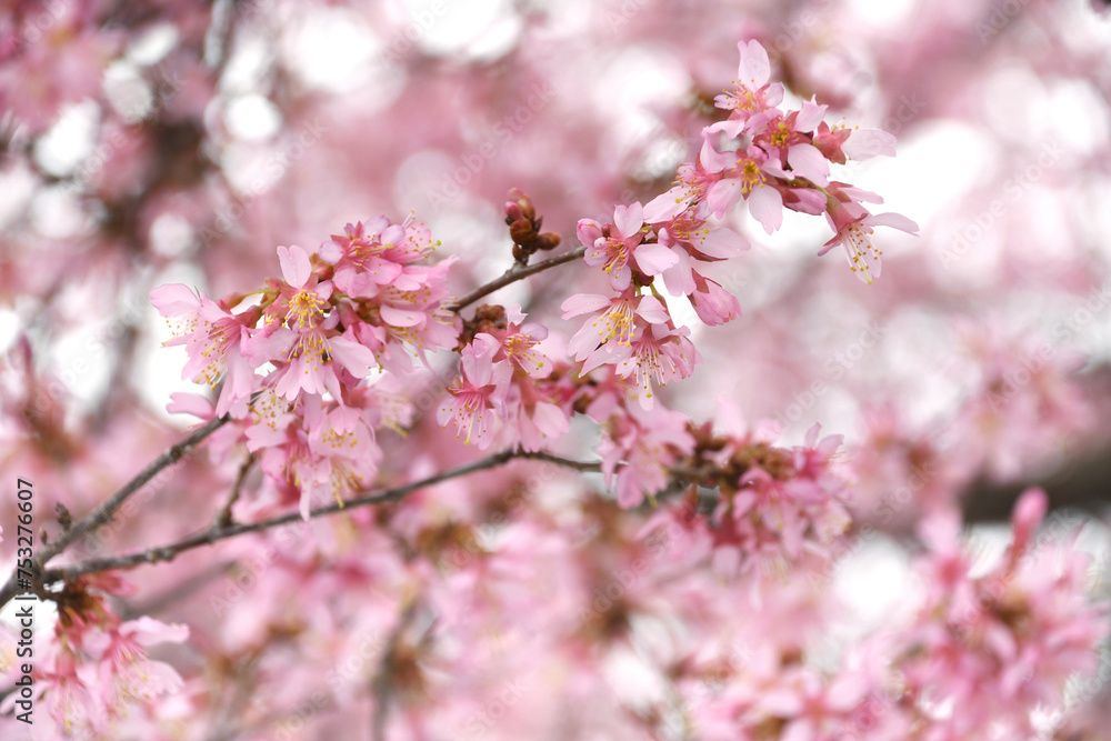 Pink cherry tree blossoms in early spring, nature flowers background Pink cherry tree blossoms in early spring, nature flowers background