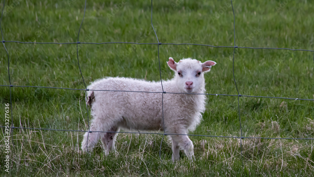 Fototapeta premium a cute little lamb on a green meadow looking directly to you in iceland, hiking adventure with animals