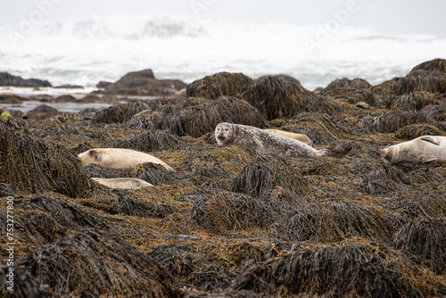 Several seals at a stand by the sea in Iceland