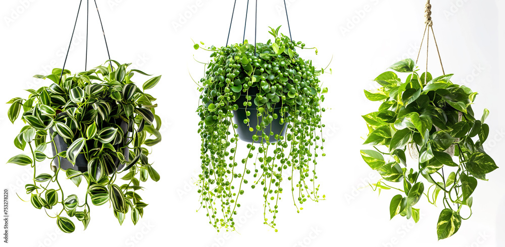 Naklejka premium Hanging decorative hanging plants collection over white background