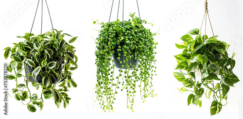 Hanging decorative hanging plants collection over white background photo