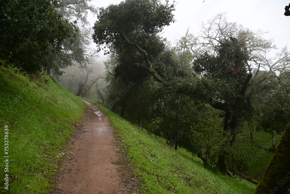 Fototapeta premium path in the forest