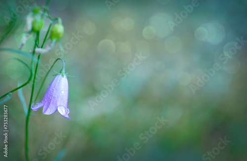 Purple bell blooms isolated on green blur background