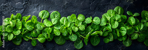 Vegetable Themed Healthy Nutrition Concept,
Dark green leaves of Creeping jenny plants for background and wallpaper,
Polyscias Scutellria or usually called Daun Mangkokan in Javanese photo