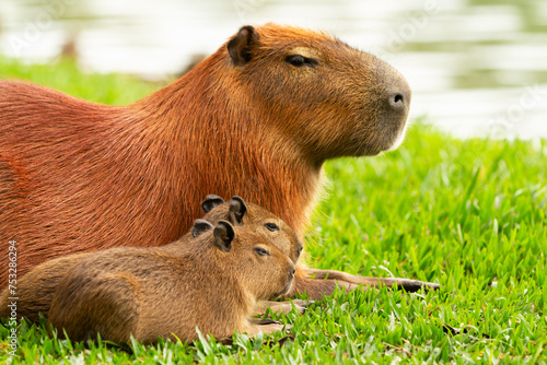 Photography Capybara with two cubs in Barigui Park in Curitiba.