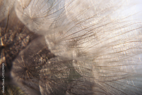 macro detail in the middle of a dandelion. Soft dandelions flower, extreme closeup, abstract spring nature background. 