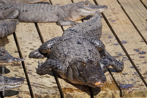 Ein junger Alligator sonnt sich am Wasser in Florida 