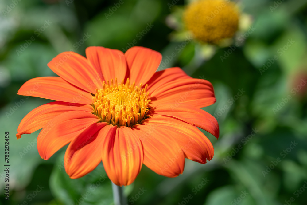 Close up of a Mexican sunflower (tithonia rotundifolia) in bloom Close up of a Mexican sunflower (tithonia rotundifolia) in bloom