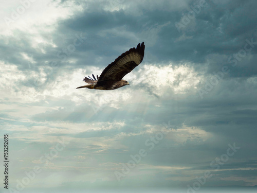 buzzard flying midair