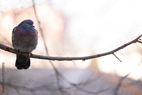 Rock pigeon on a tree branch