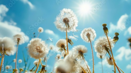 Dandelion field with blue sky and sun  low angle view.