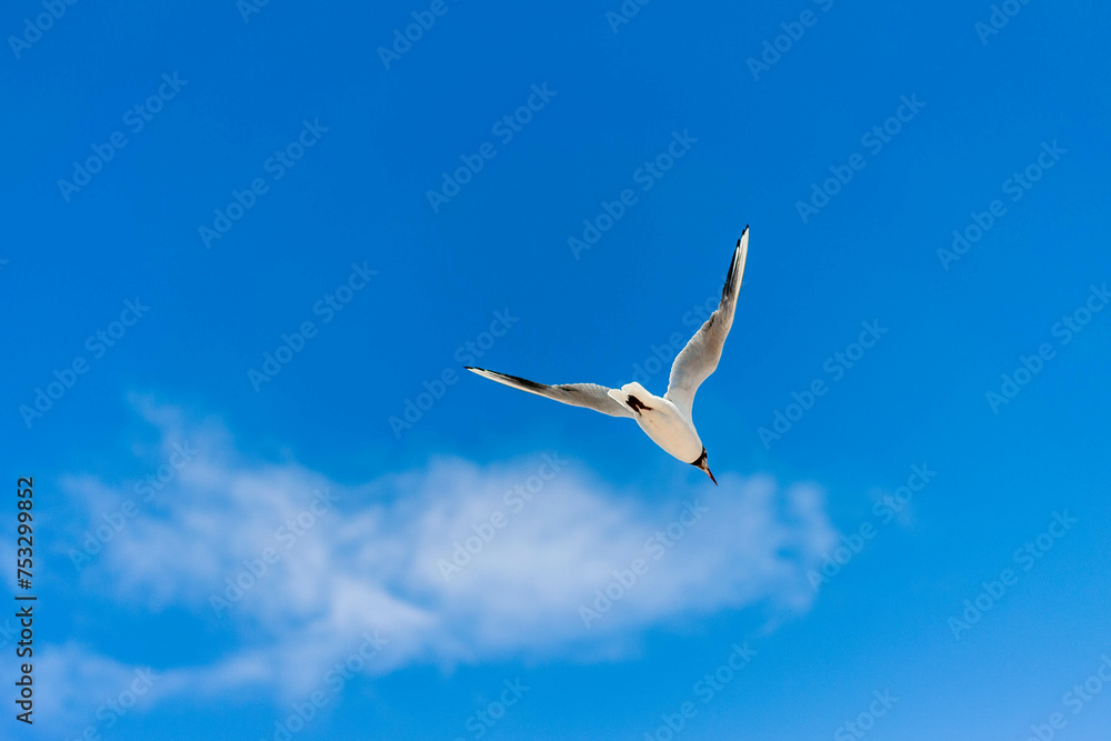 Obraz premium seagull in the sky