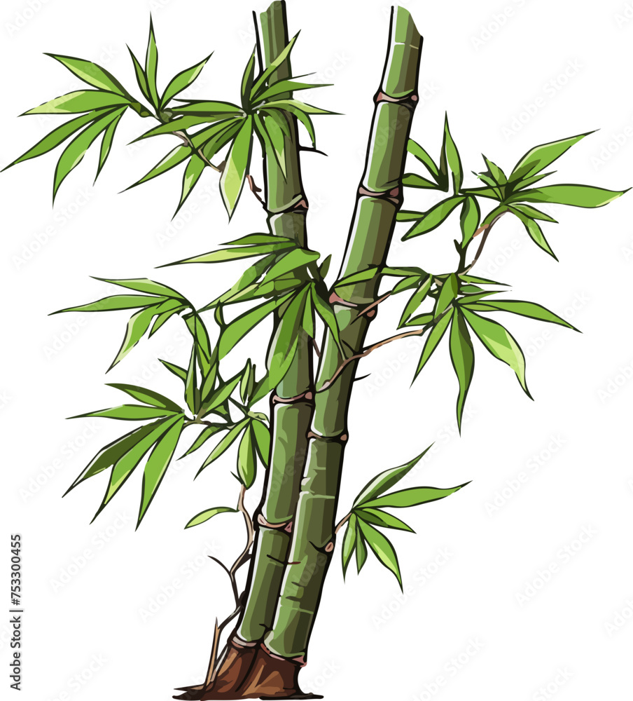 Fototapeta premium bamboo vector illustration isolated on white background. 