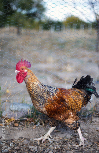 rooster waking outside organic farming