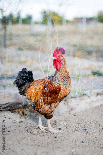rooster waking outside organic farming