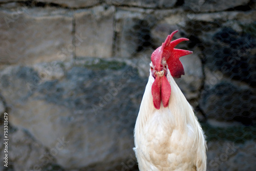 white cockerel looking to the camera organic chicken farming