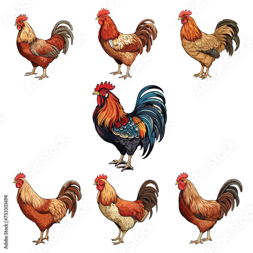 chicken vector illustration isolated on white background. 
