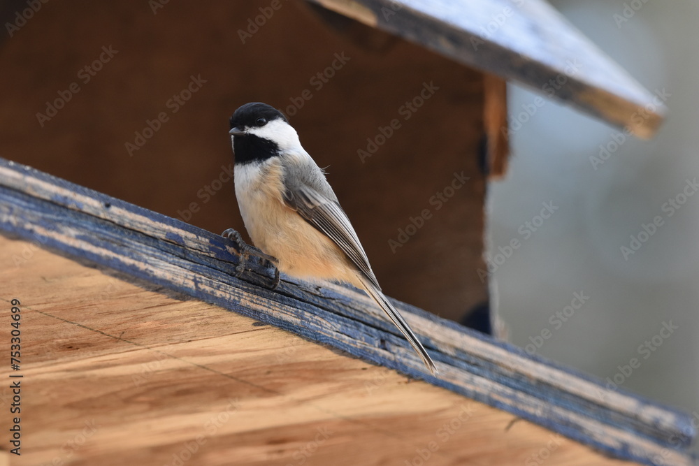 Fototapeta premium La Plaine 7 Mars 2024