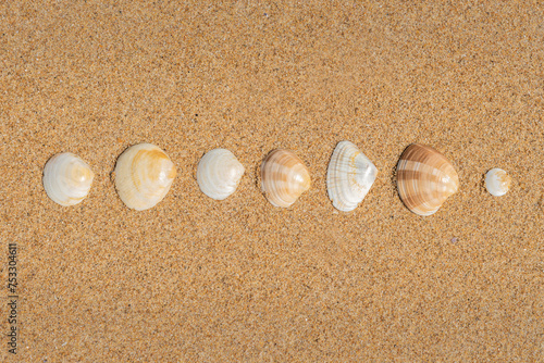 Brown and yellow patterned shells on a beach laying on golden sand arranged artistically in a line