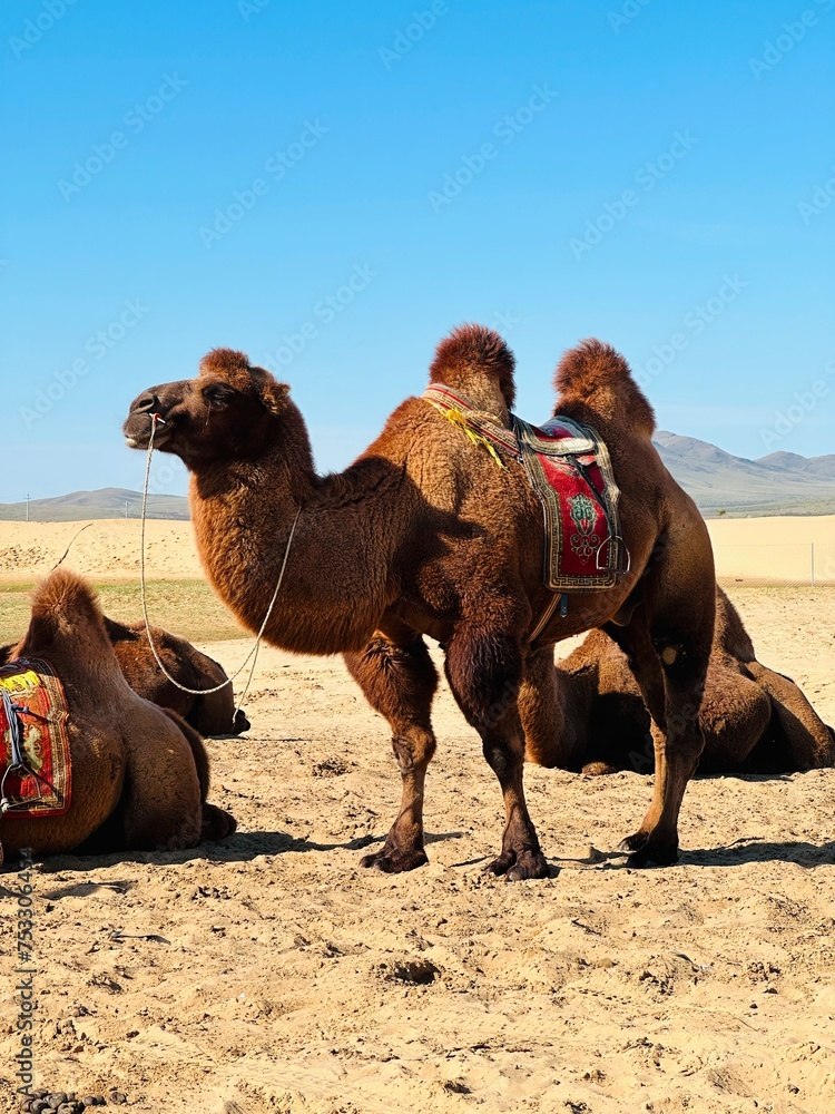 Fototapeta premium Camels, Elsen Tasarkhai, Mongolia