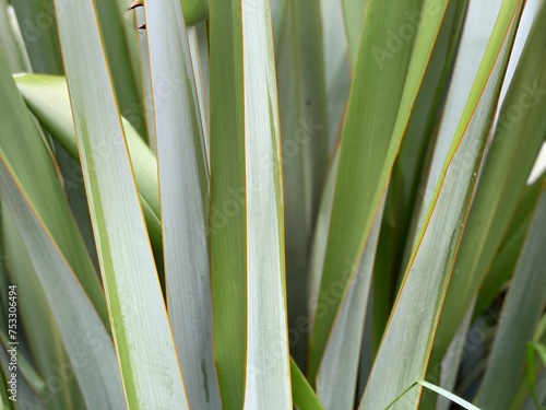  Flax leaves, Back Beach, New Plymouth, New Zealand