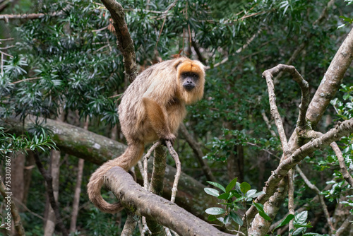 Black and gold howler monkey on a tree branch looking in to the camera