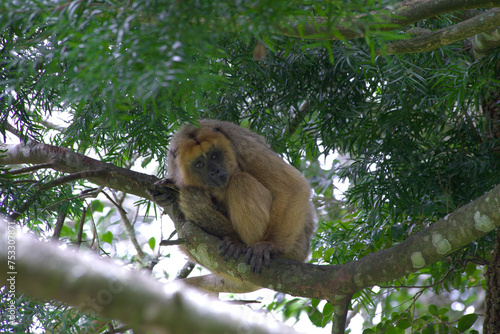 Black and gold howler monkey on a tree branch photo