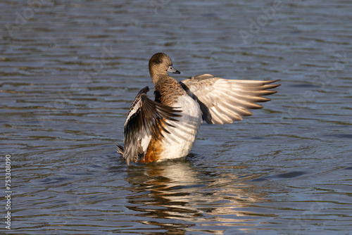 Female American wigeon flapping her wings, seen in a North California marsh