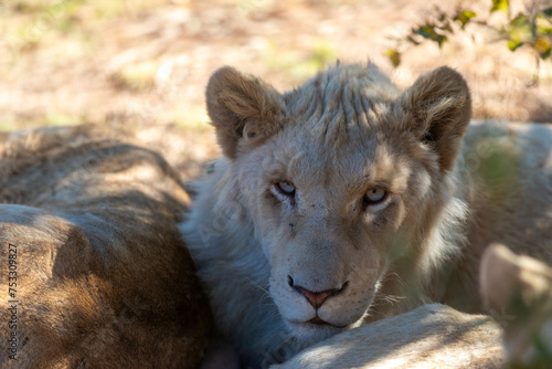 Young white lion lying under the tree shade