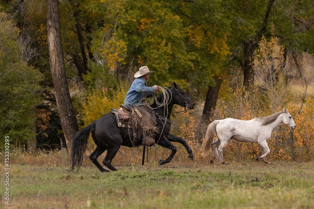 Cowboy riding horse herding with rope in hand Cowboy riding horse herding with rope in hand