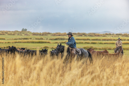 Cowboys on Horses Working cattle in Colorado in the rain photo