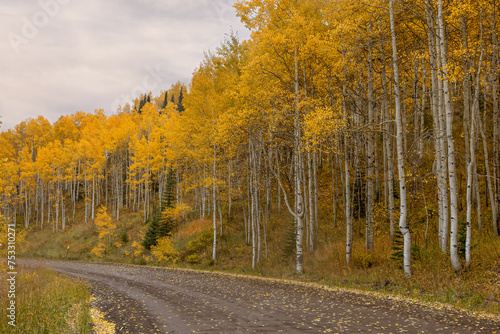 Foto Aspen Tree Grove in Colorado Populus tremuloides pando autumn fall
