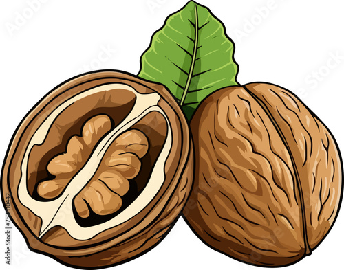 walnut vector illustration isolated on transparent  background. 
