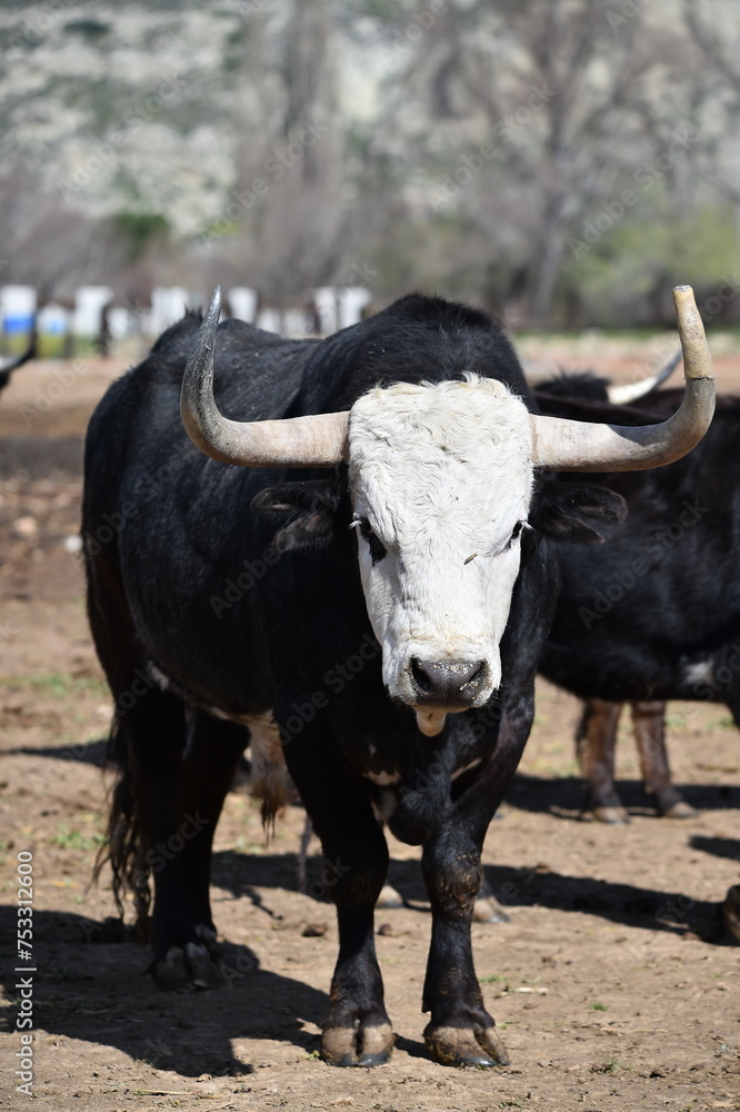 toro tipico español con grandes cuernos toro tipico español con grandes cuernos
