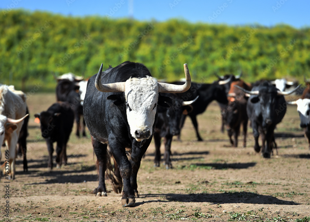 toro tipico español con grandes cuernos