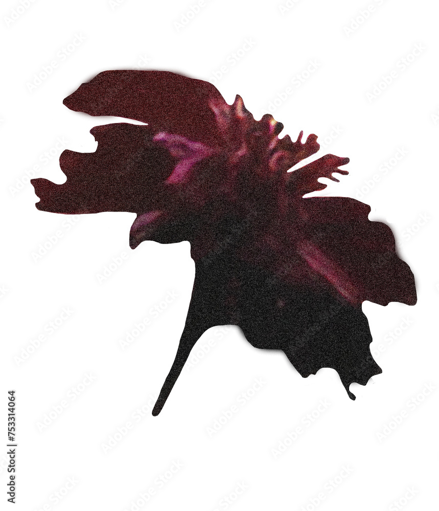 Floral on transparent background Cut-out collage element Cutout png botanical decorative collection Floral on transparent background Cut-out collage element Cutout png botanical decorative collection