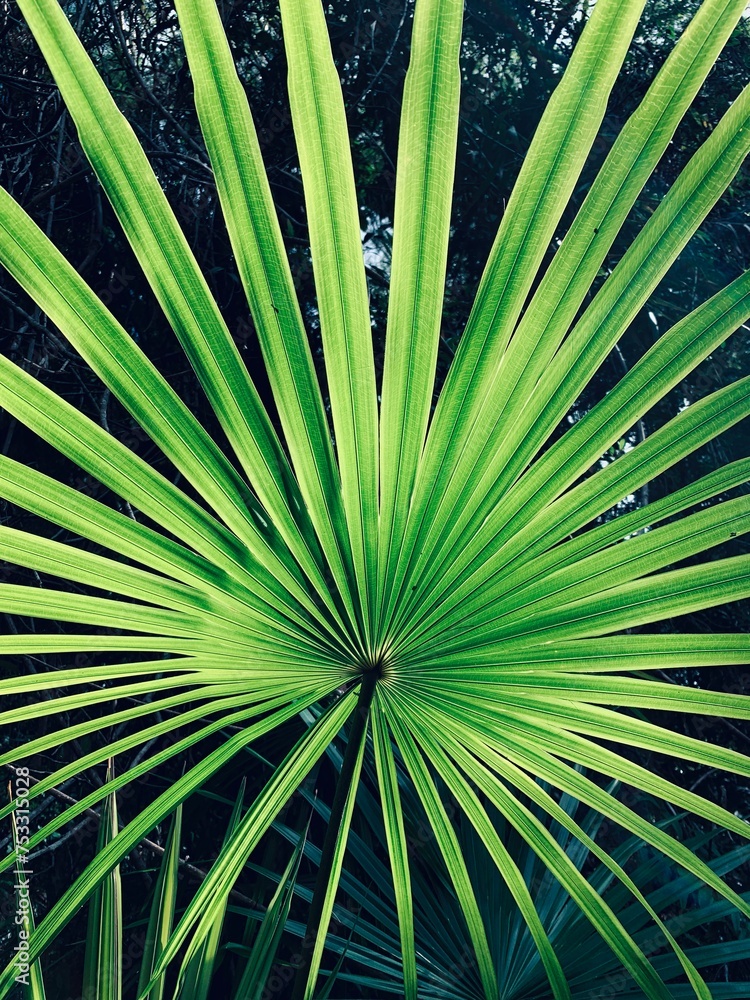 Fototapeta premium Tropical Palm, Queensland, Australia