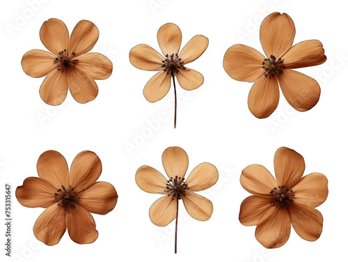 Set of brown flower isolated on transparent background, transparency image, removed background © transparentfritz
