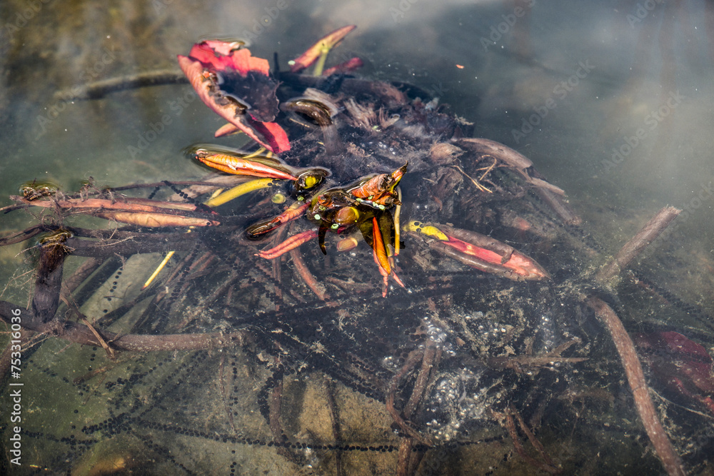 Laichschnüre einer Erdkröte (Bufo bufo) an einer Seerose Laichschnüre einer Erdkröte (Bufo bufo) an einer Seerose