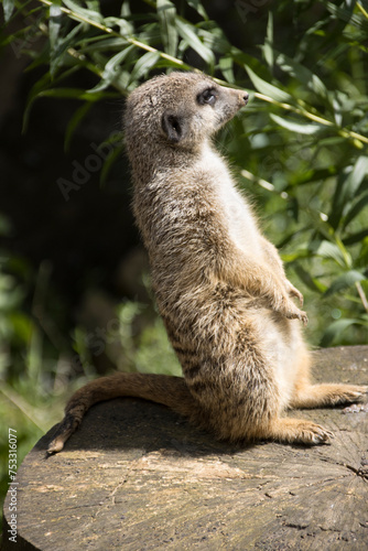 Erdmännchen (Suricata suricatta), auch Surikate photo