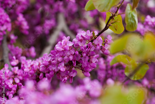 Cercis siliquastrum or Judas tree purple blossoming on sunny day. photo