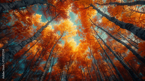 Looking into the canopy of an ontario forest in autumn, dwight, ontario, canada. photo