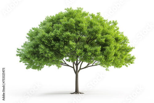 Isolated Lush Green Tree