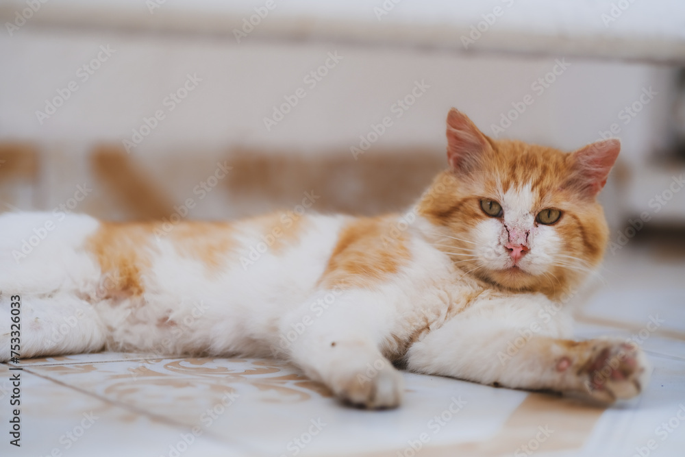 Cat Cat